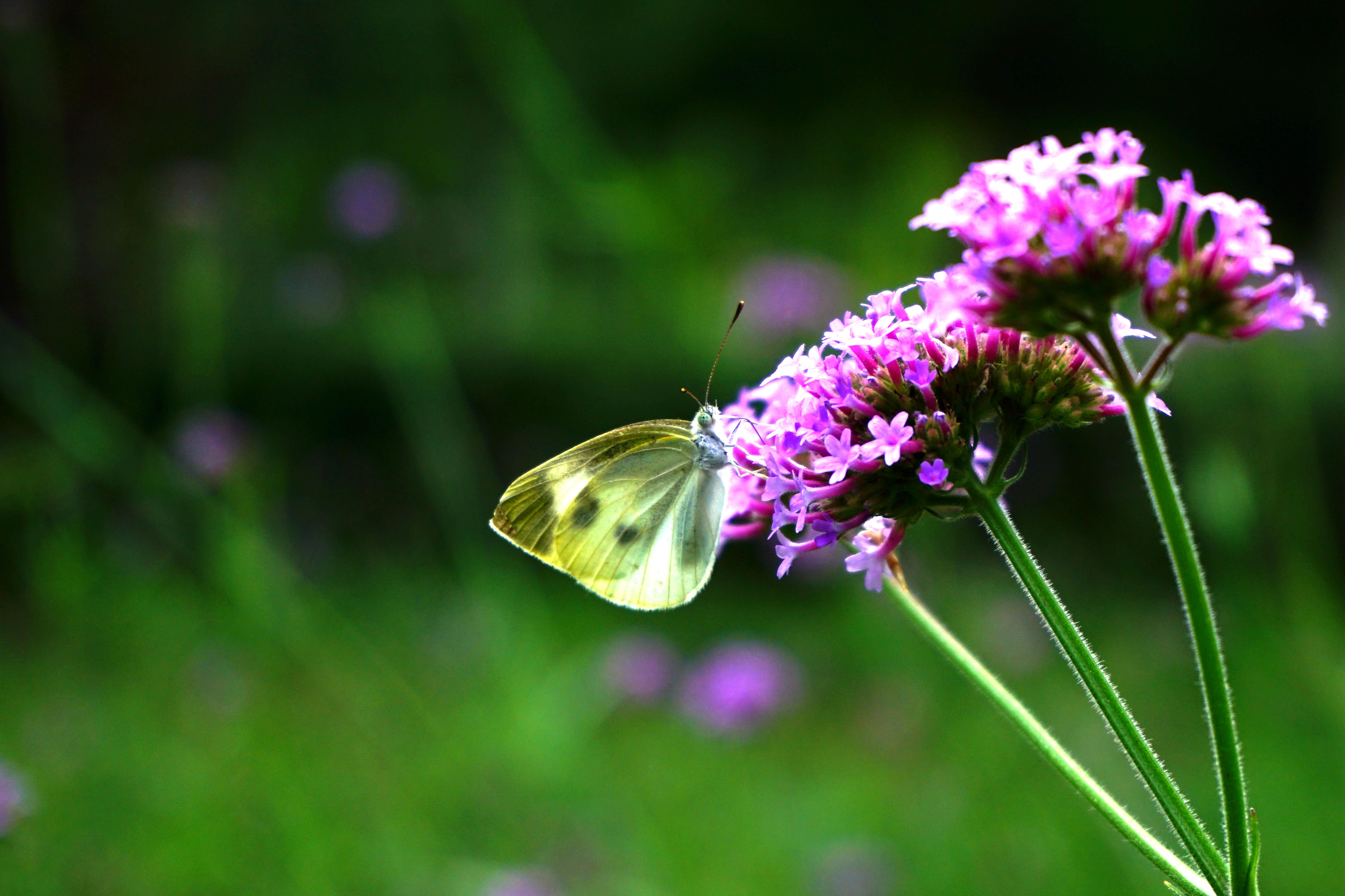 用索尼a6000套头能拍出多美的照片