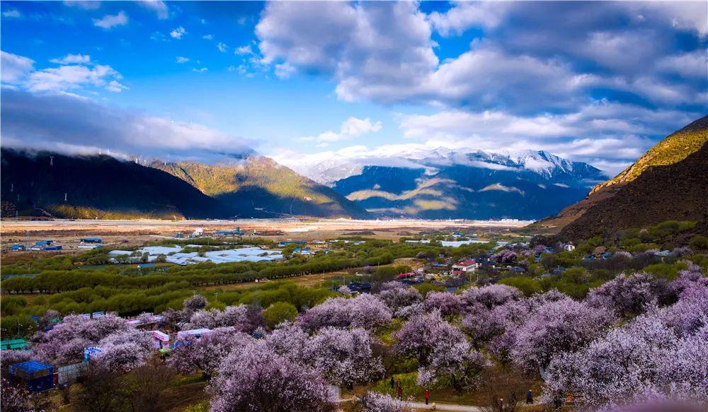 三月牛背山金川梨花林芝桃花节精品摄影特价团