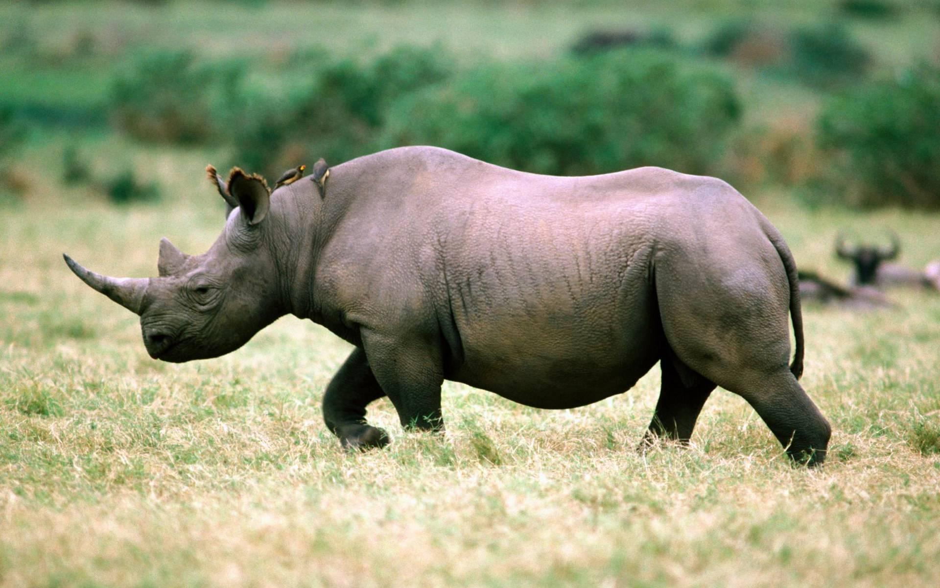 近两年才火爆的隐形车衣竟有55年历史