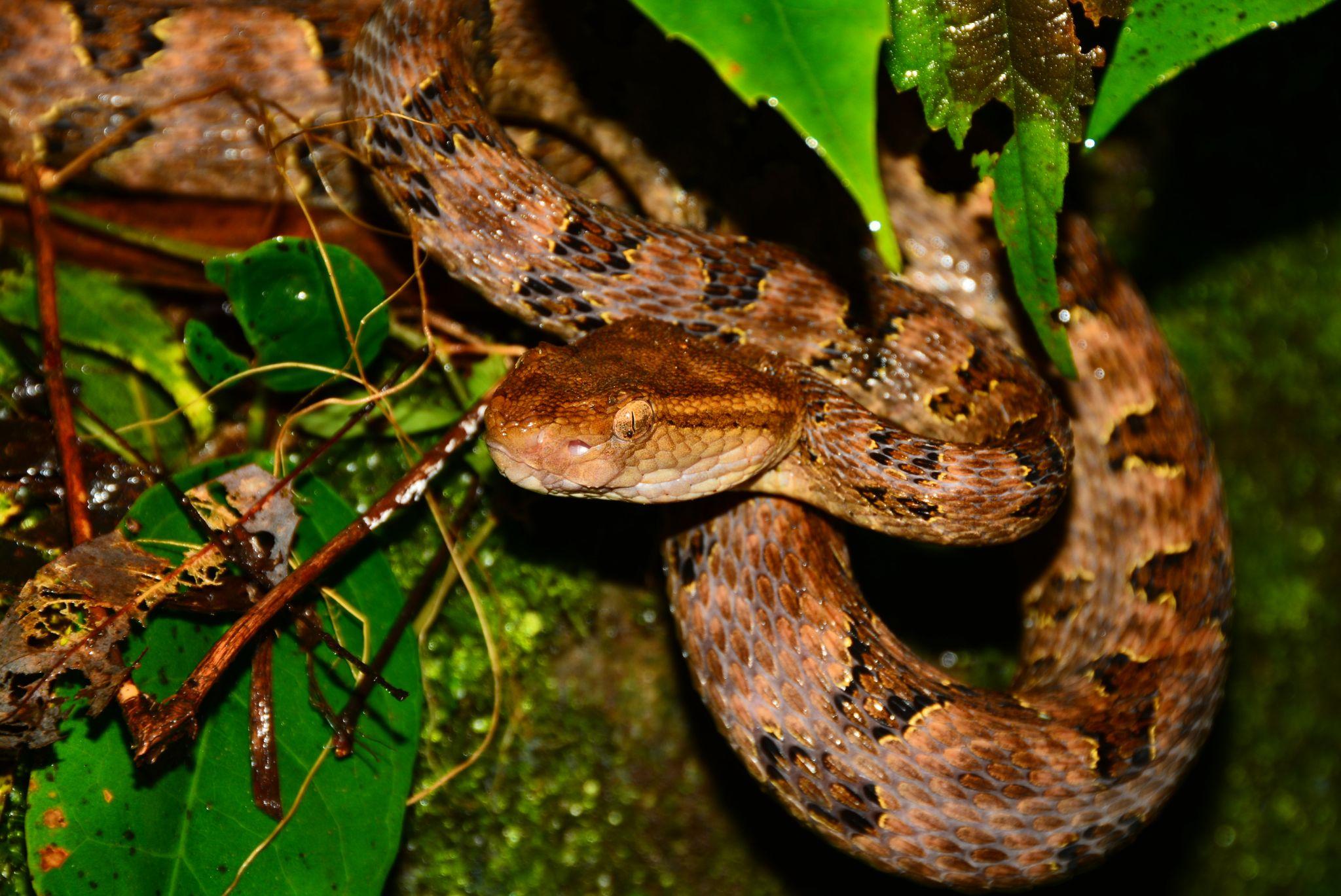 蝮属protobothrops尖吻蝮是国内体型最大也是最危险的蝮亚科毒蛇之一