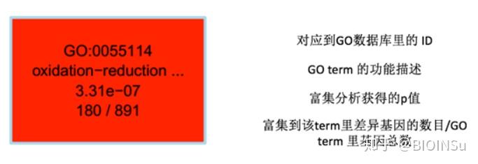 基本概念利用go数据库中的基因注释信息进行基因富集分析.