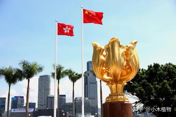 香港回归27周年,重温香港特别行政区区花——紫荆花 - 知乎