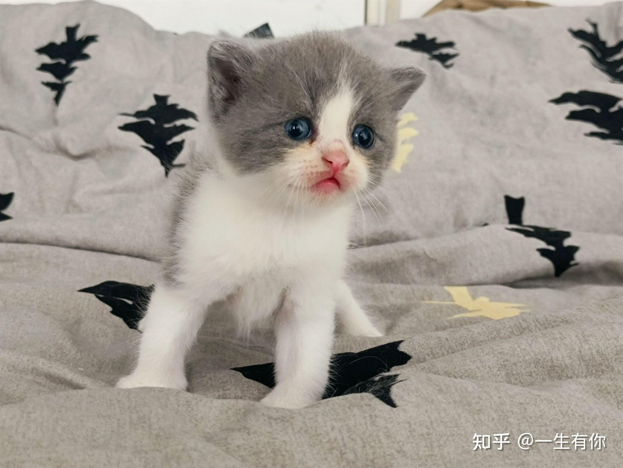 英短蓝白和金吉拉的后代长啥样