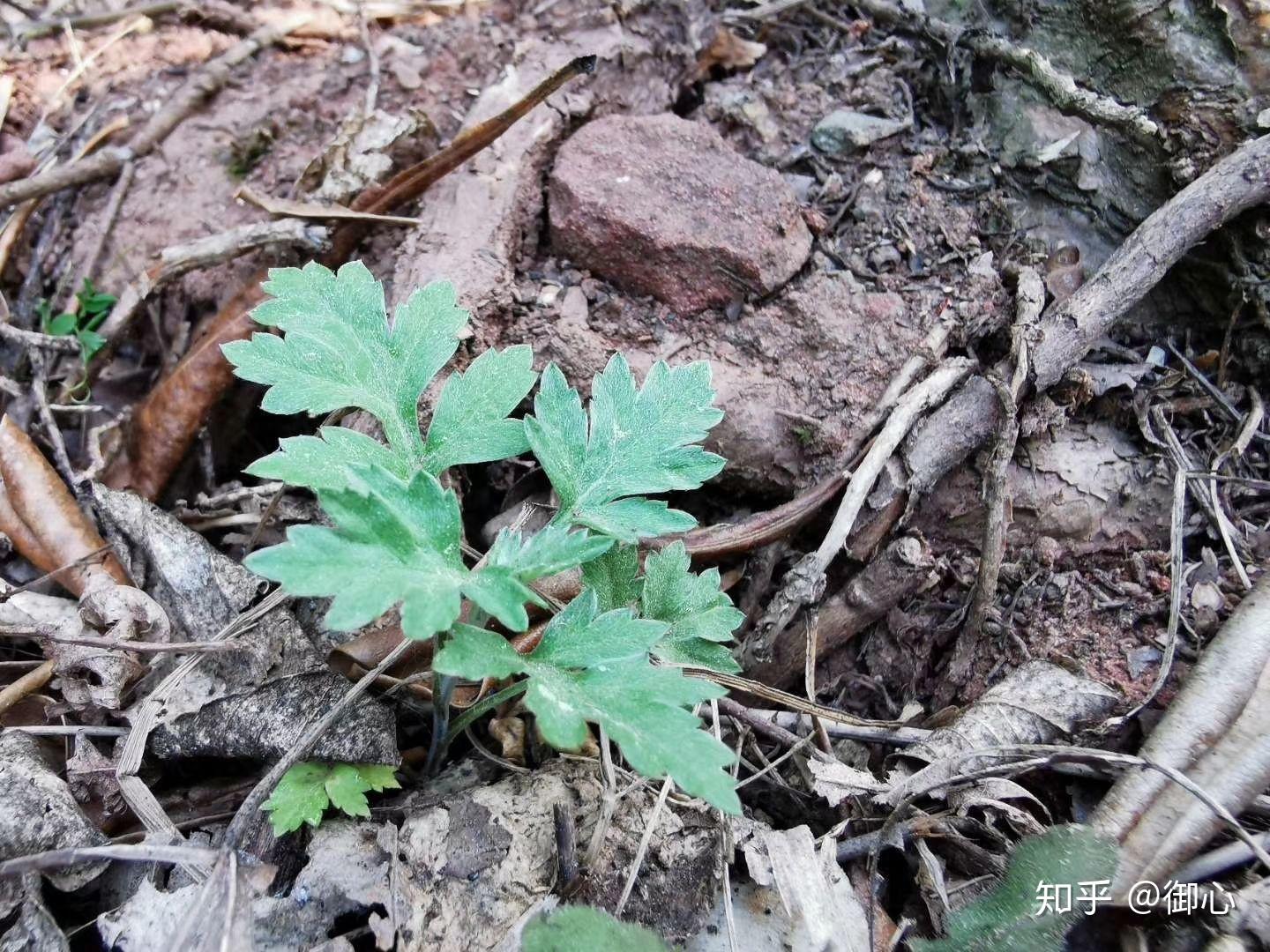 灸花和烫伤虽然都是表现在施灸部位产生的"水泡",只是产生的方式并不