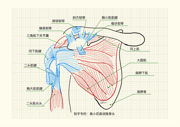 人体扇骨图片