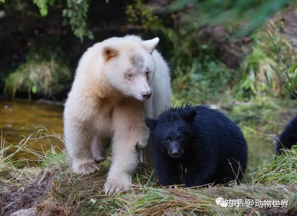 白色毛皮不是因为白化症,在血缘上也接近美洲黑熊而非北极熊