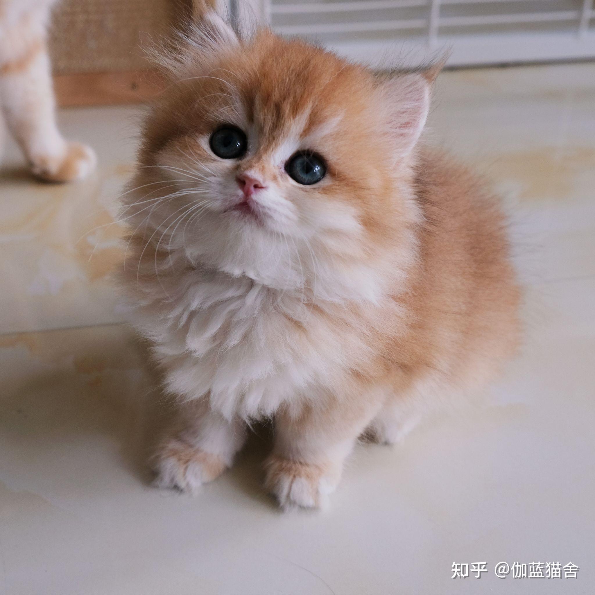 金渐层长毛12色妹妹