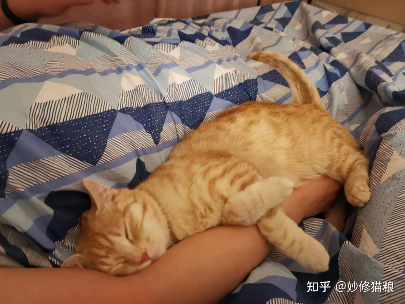 会跟主人睡觉的橘猫,性格一定很好代表着它很爱主人,很信任主人这种