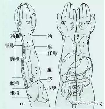 难得这么全!针灸、按摩全息图之精髓!!(收藏备用 - 知乎