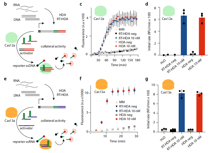 《Nature communications》：CRISPR应用级多重核酸检测技术 - 知乎