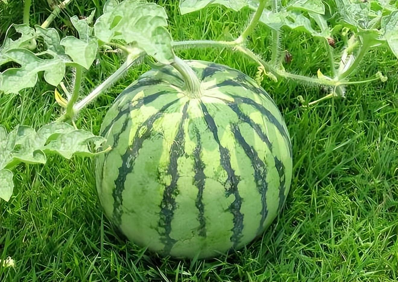 一般西瓜直条斑纹间隔要宽,横斑纹要密,表示西瓜生长状况良好,成熟度