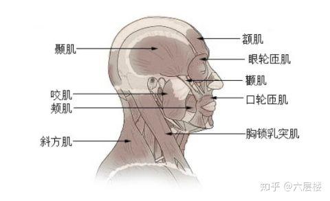 姑娘你的脸又双叒叕大了一整圈