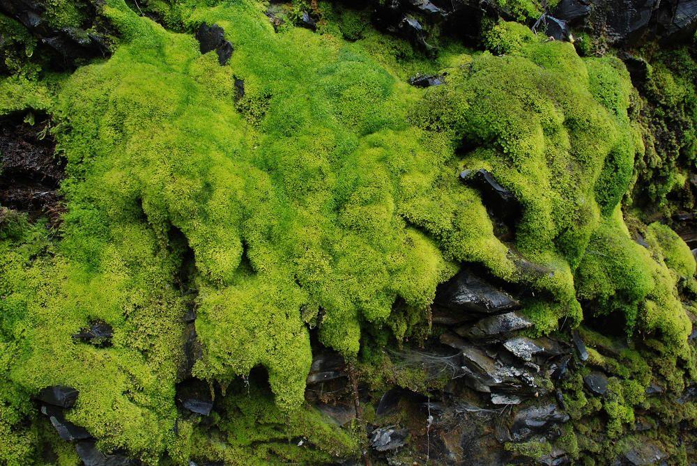 (部分资料引用自pvz2吧棚客的pvz大百科)