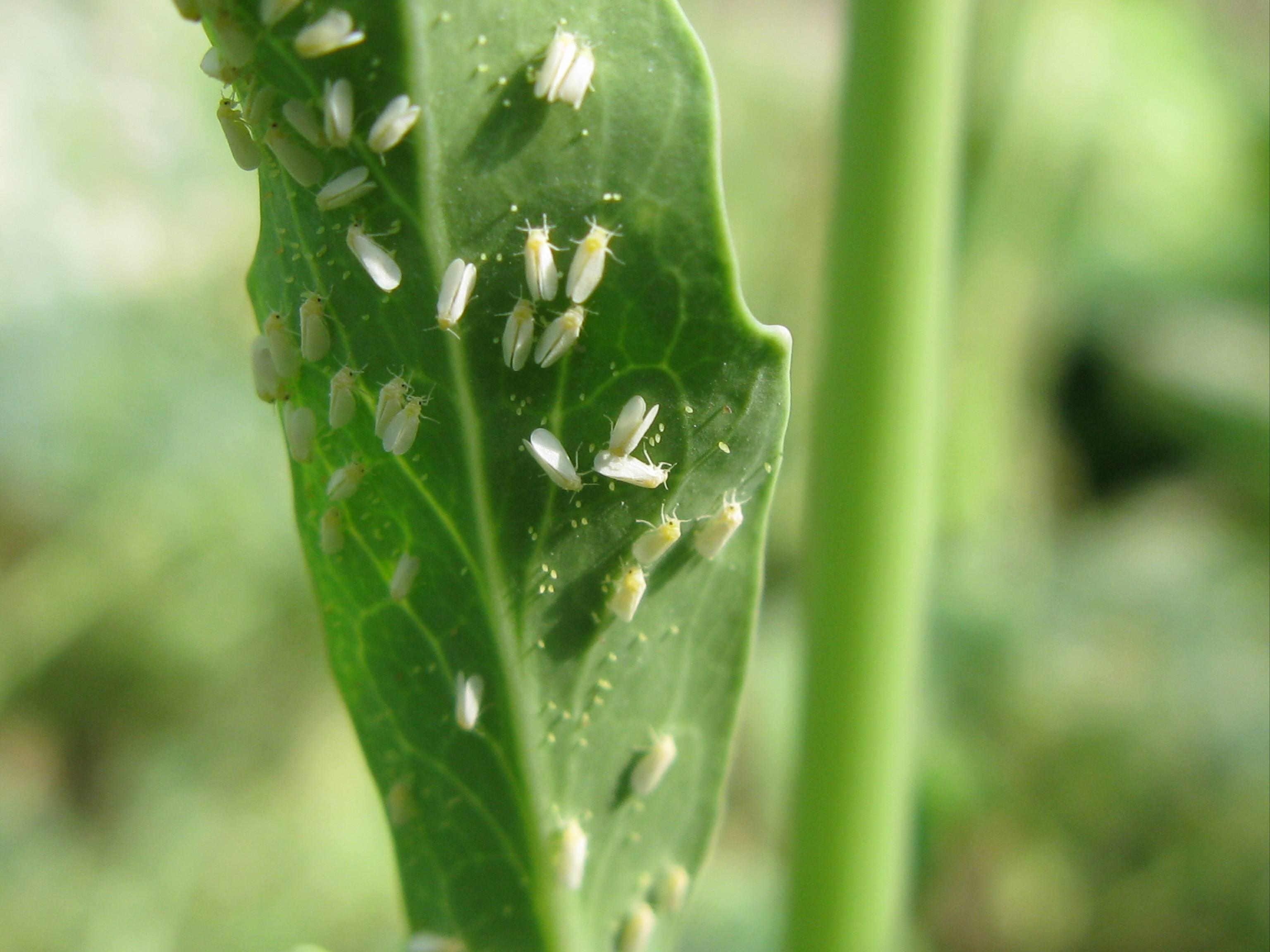飞,这名字也不知是谁起的,可谓生动形象,它的正式名称是尖眼蕈xun蚊
