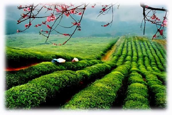 茶的种植与加工 - 知乎