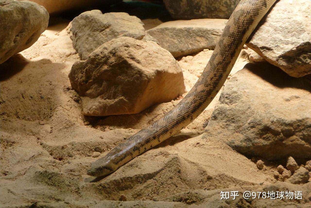 戈壁沙漠的传奇生物,蒙古死亡虫