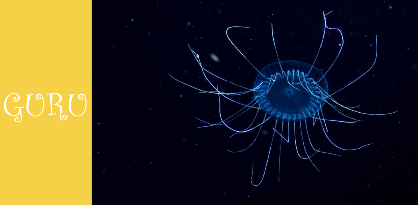 【看bbc纪录片学英语】第11期:蓝色星球ii - 海洋深处 - 午夜区