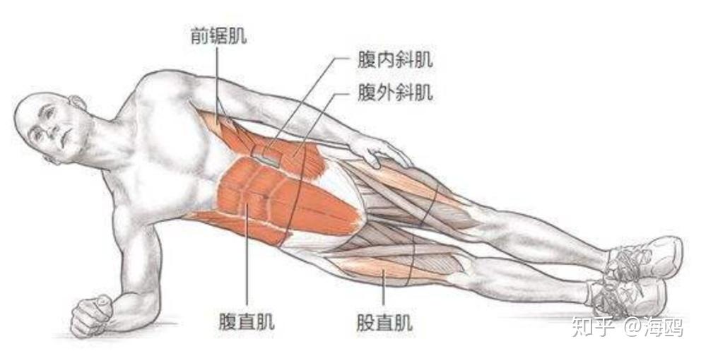 腹外斜肌和腹内斜肌图片