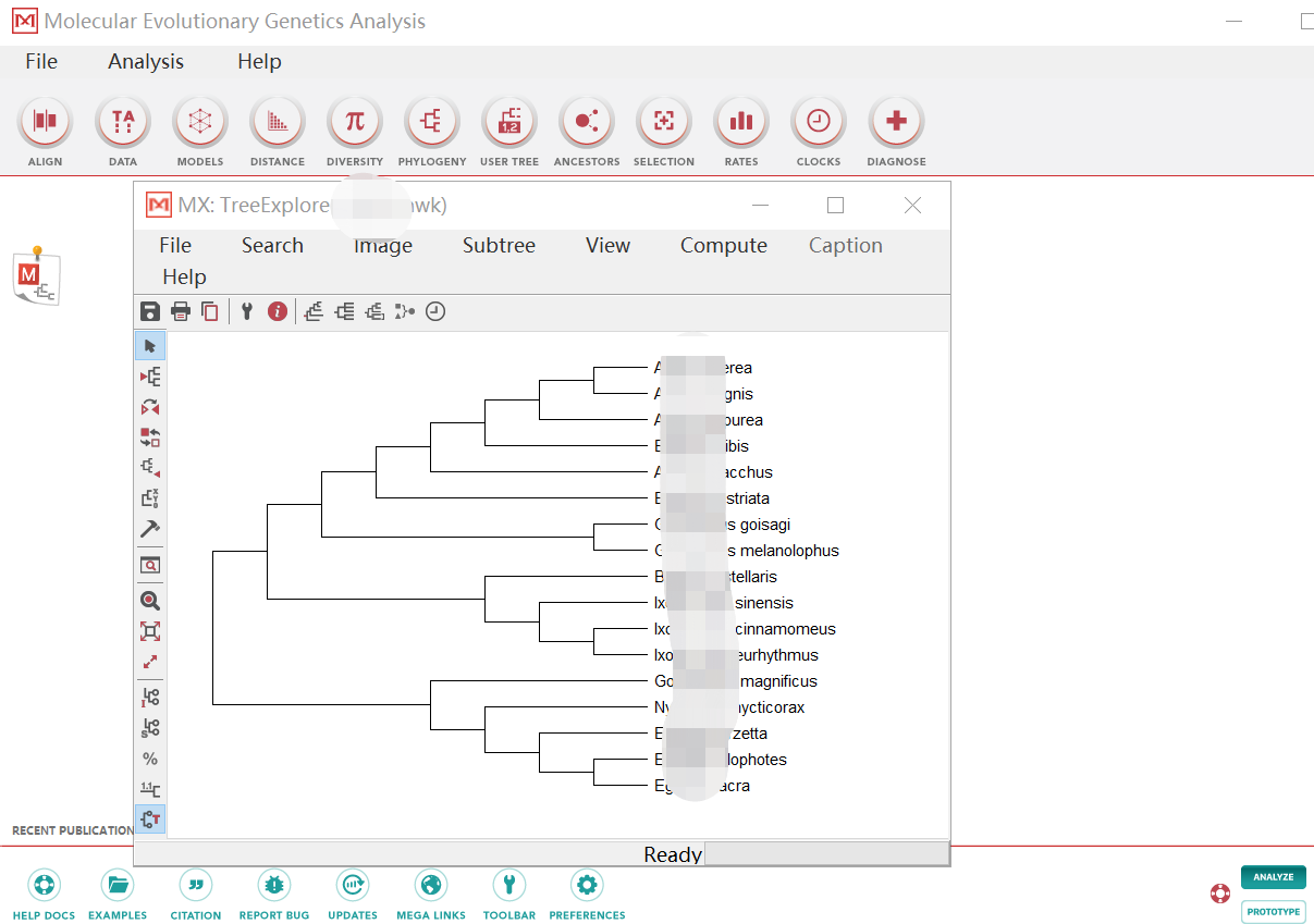 用mega软件做进化分析 系统发育树 知乎