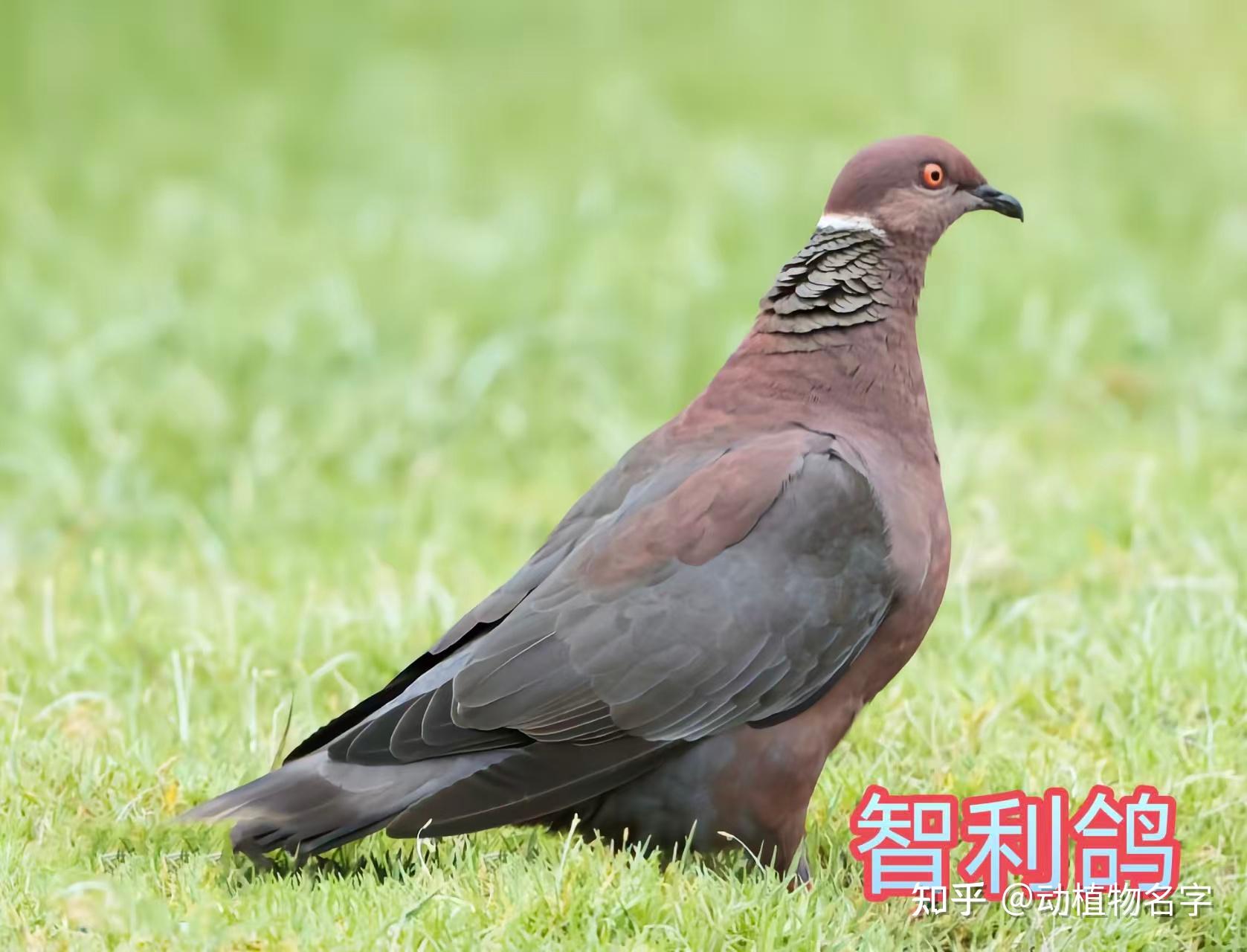 99图带你走进鸠鸽科鸟类的世界 - 知乎