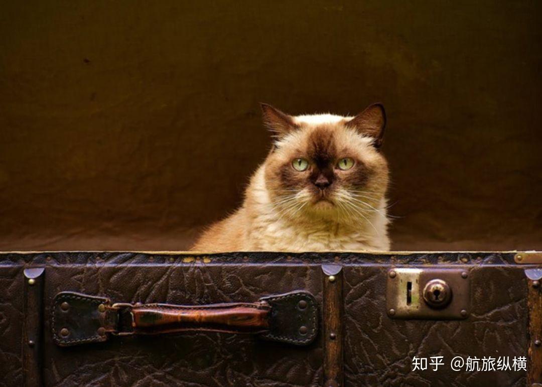 猫咪怎么才能坐飞机 v2-19c84915169804a64c78451367f20176_r.jpg
