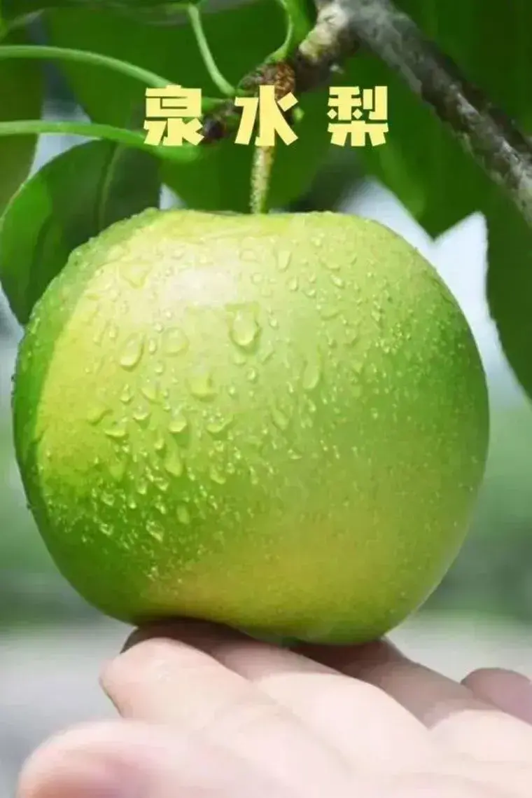 福利 | 好“梨”相送! - 知乎