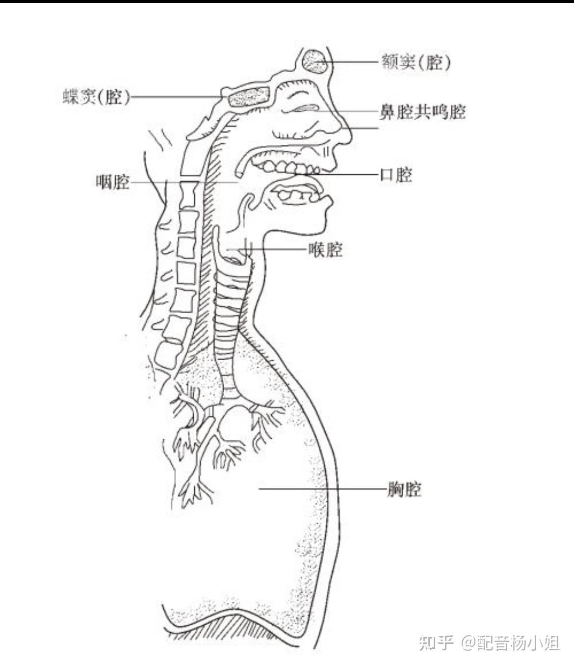 头腔共鸣图解图片