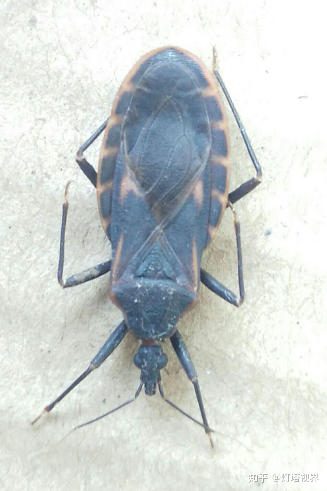 带你近距离看吸血锥蝽