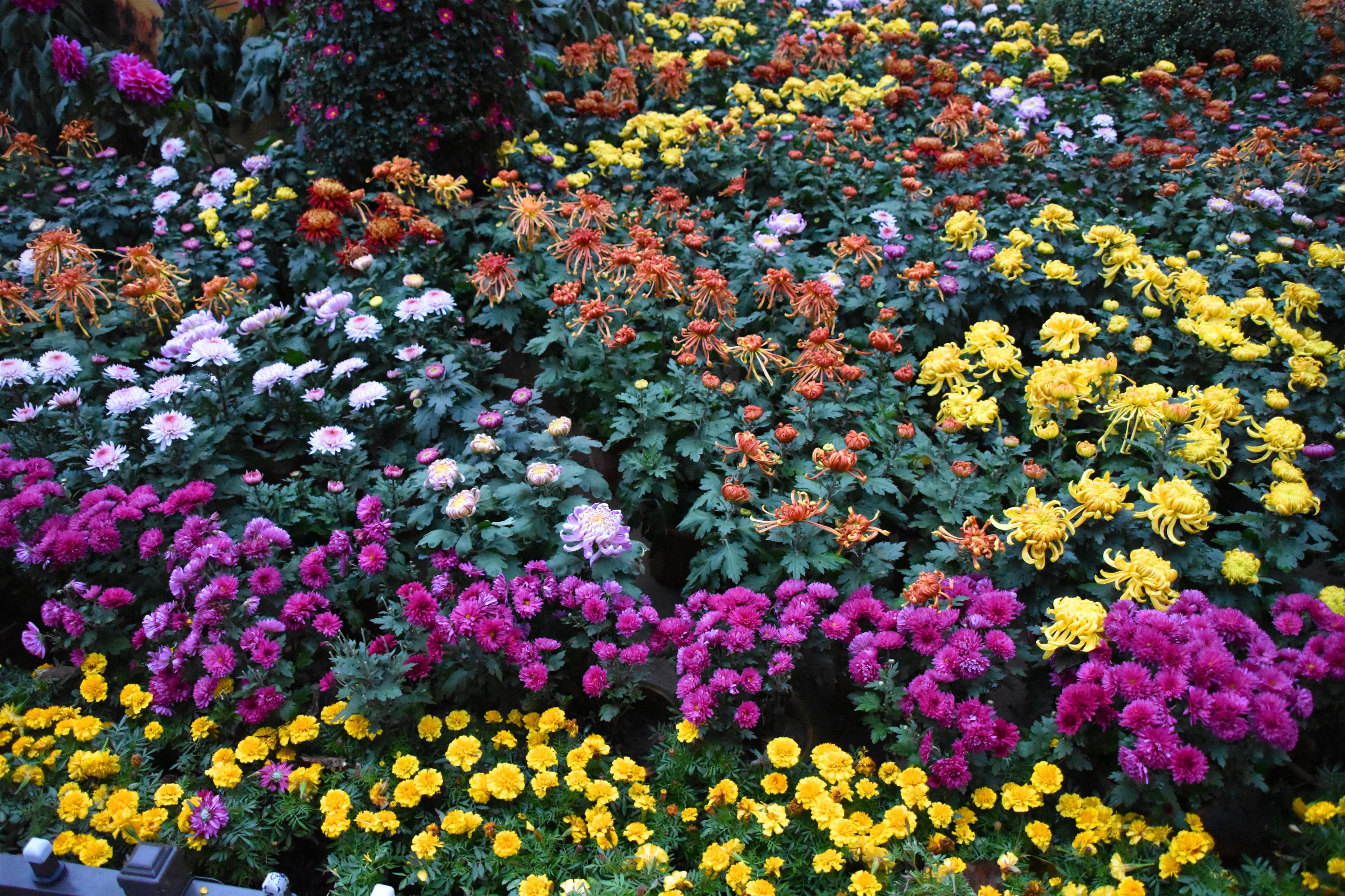 品种和色彩比较罕见的玫瑰花图片_花卉图片_3g图片大全