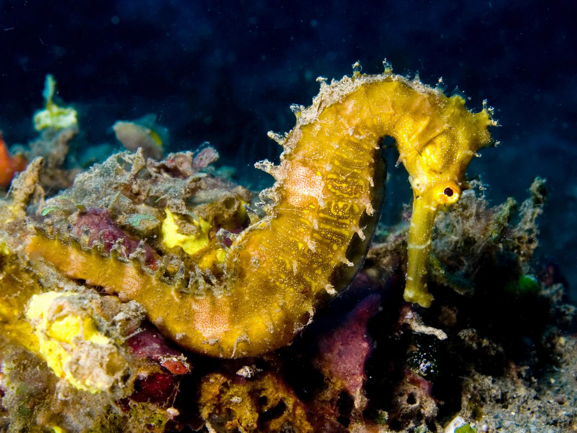 thorny seahorse 刺海马