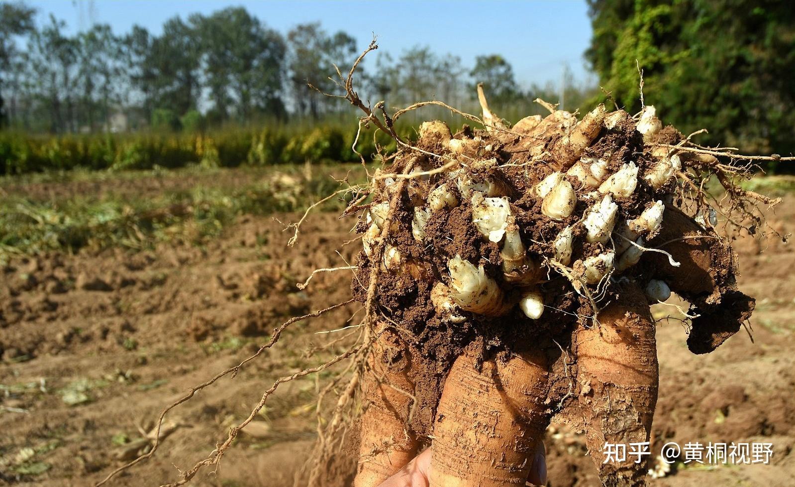 值得种植的药材玄参行情上涨，后市如何呢？ - 知乎