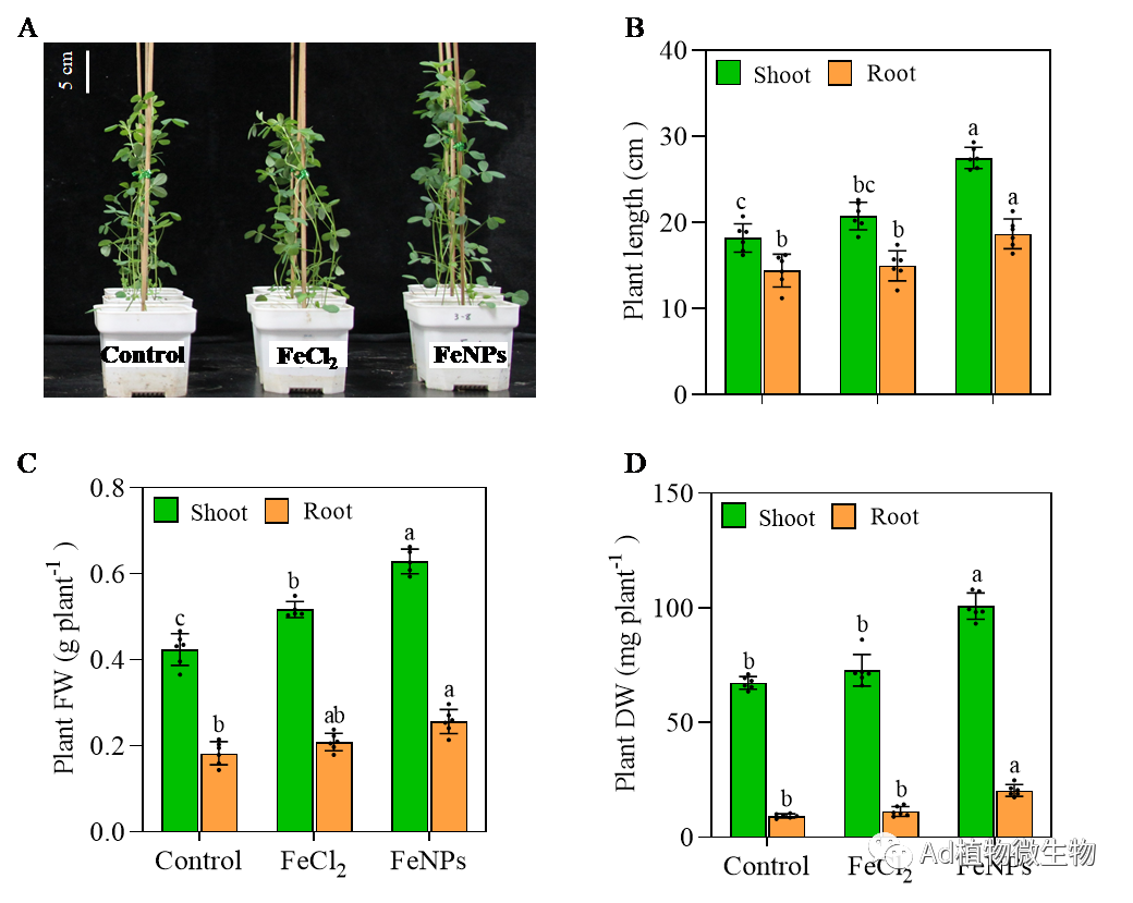 蘭州大學張金林團隊在一區top期刊if114發表納米鐵促