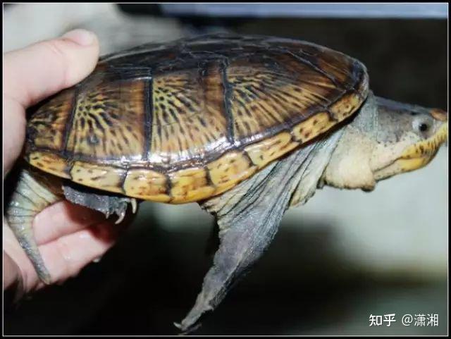 蛋龟玩家赶快收藏!北美动胸龟家族详解~可以像字典一样查的介绍! - 知乎