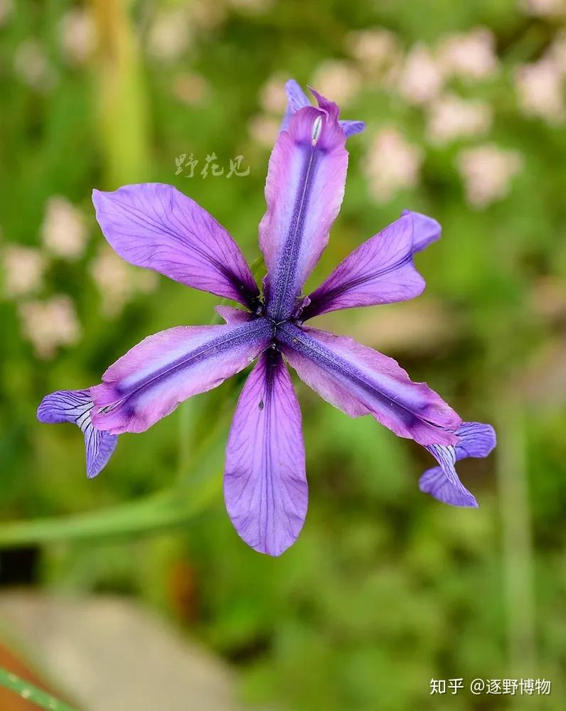 天山鸢尾iris loczyi产内蒙古,甘肃,宁夏,青海,新疆,四川,西藏.