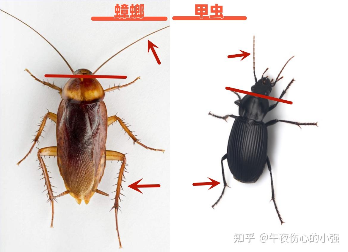 家中发现甲壳类爬虫,怎么判断是不是蟑螂?