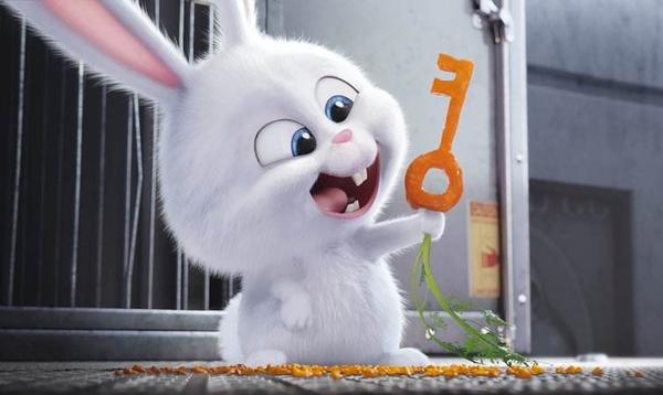 对面这只可爱的兔兔 请快到我的碗里来 知乎