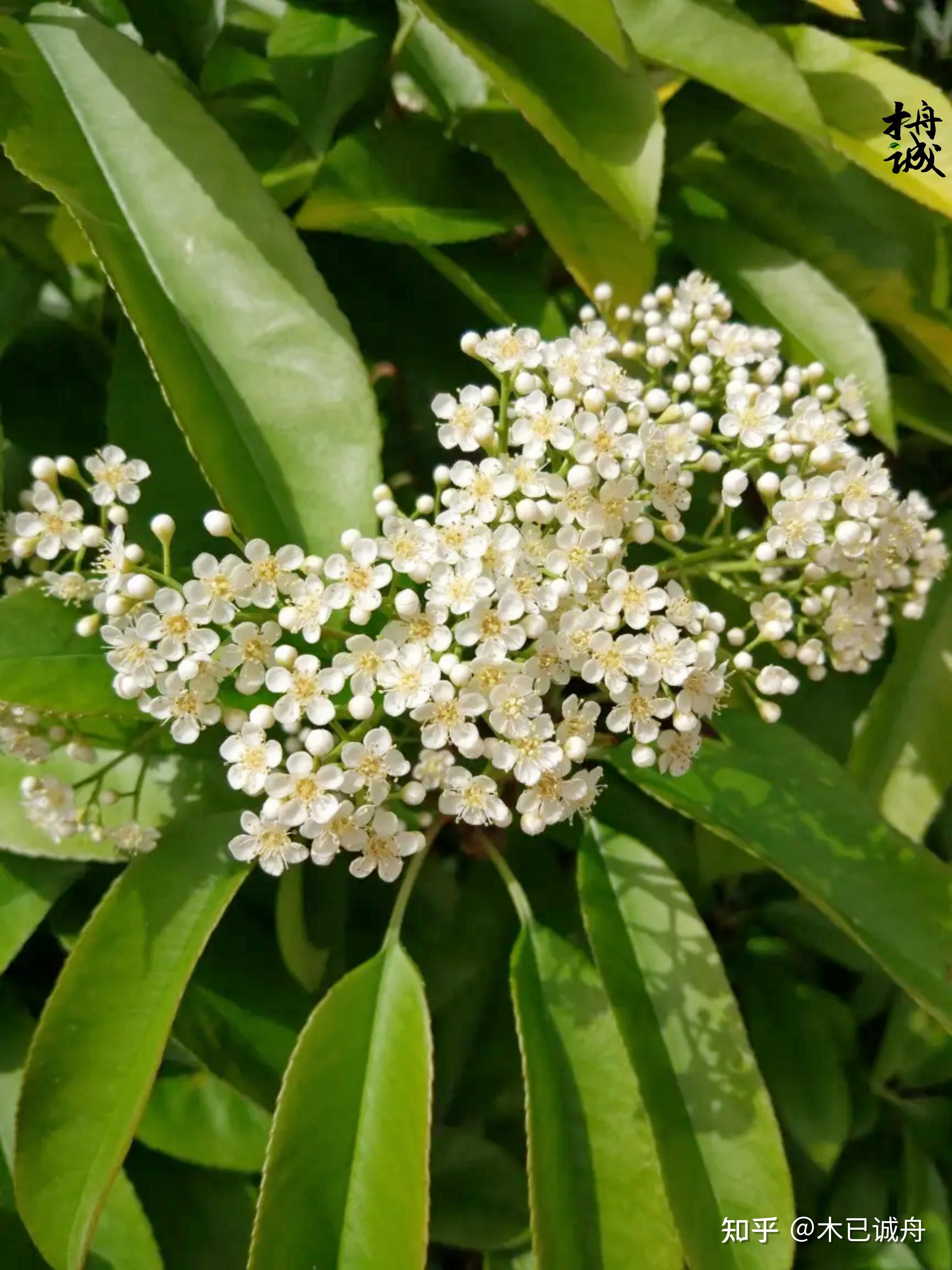 白花石楠图片