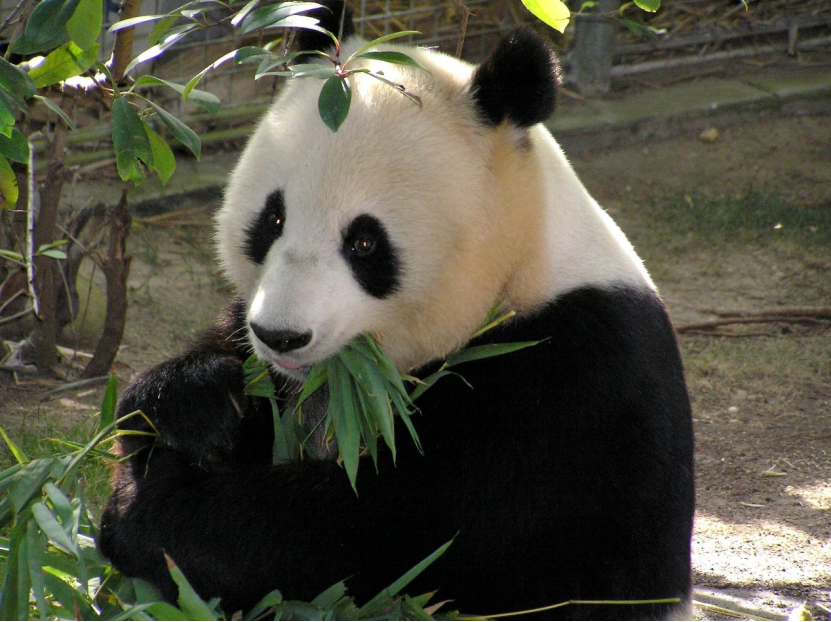 正在进食的大熊猫.图片来源:pixabay, public domain
