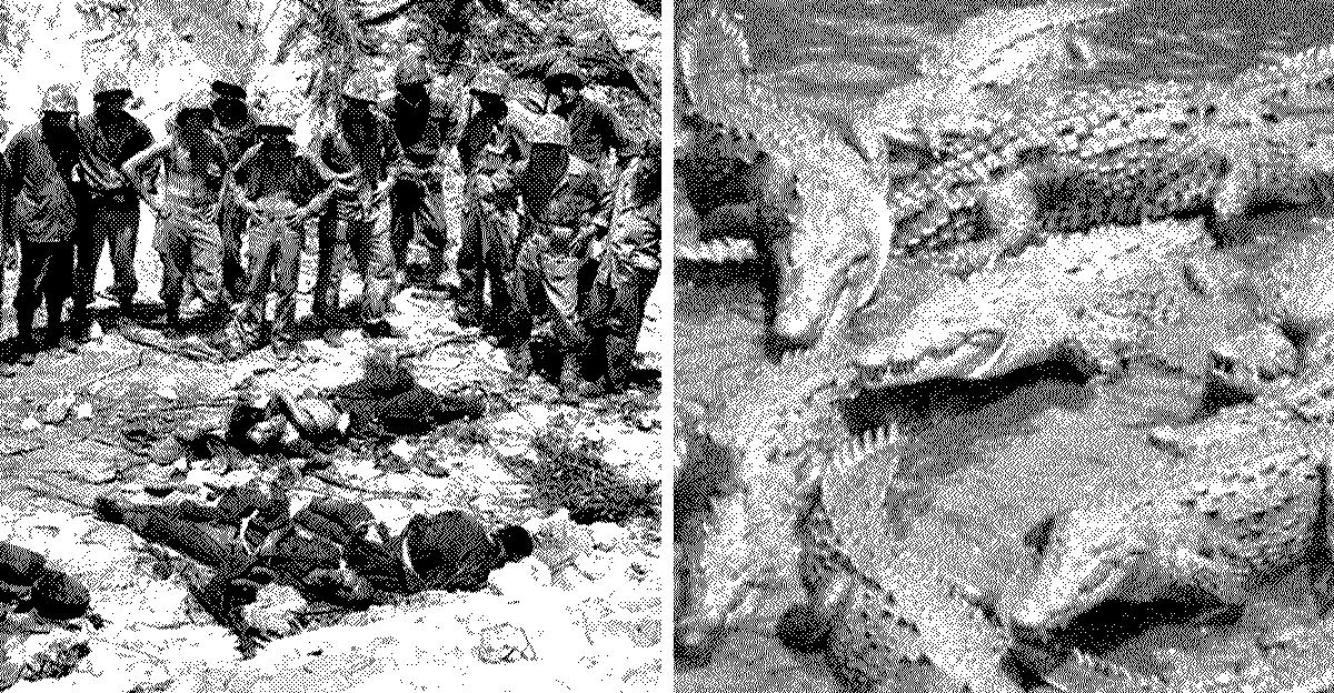 揭秘兰里岛鳄鱼吃人事件背后的真相