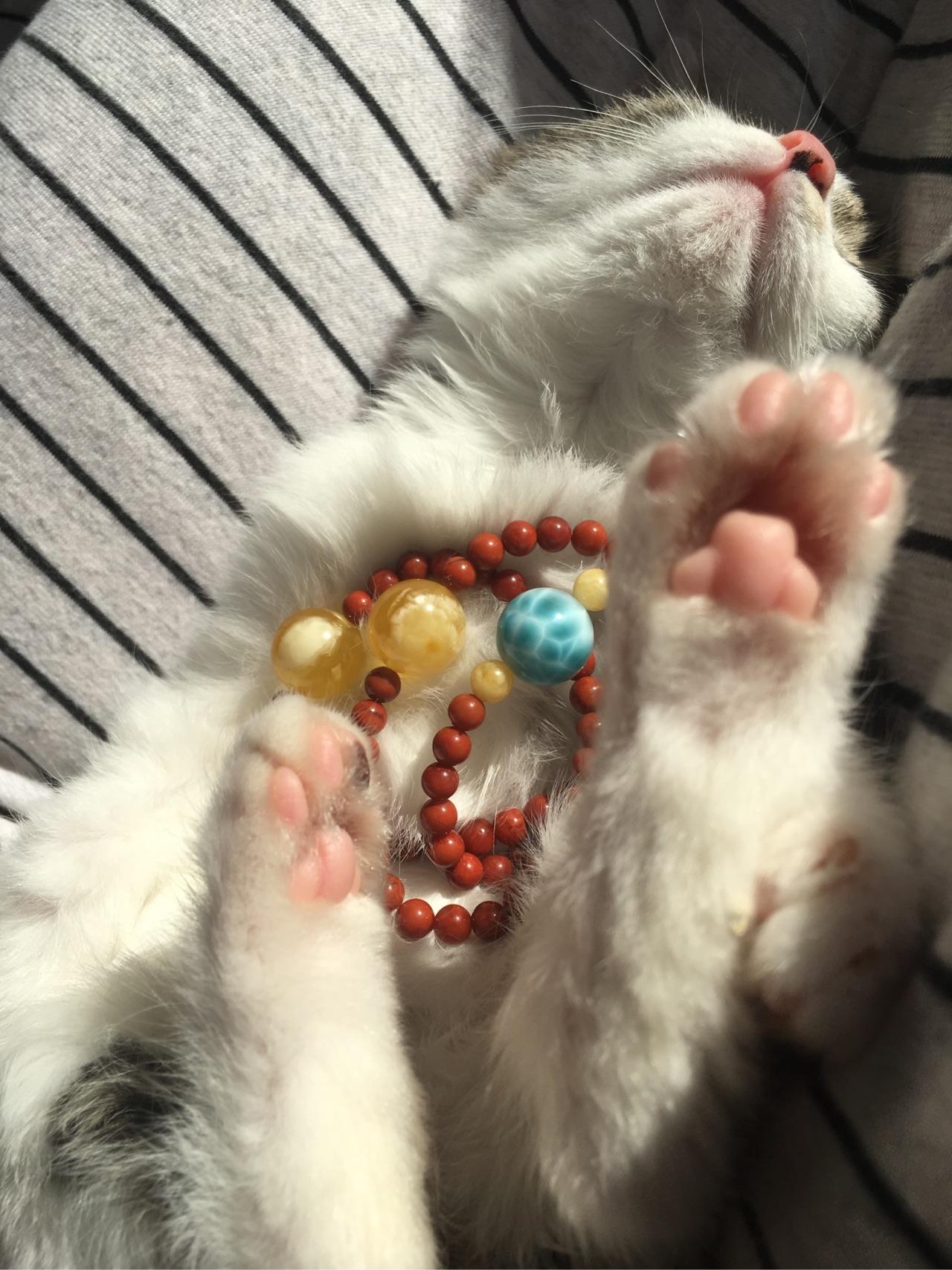 调教母狗