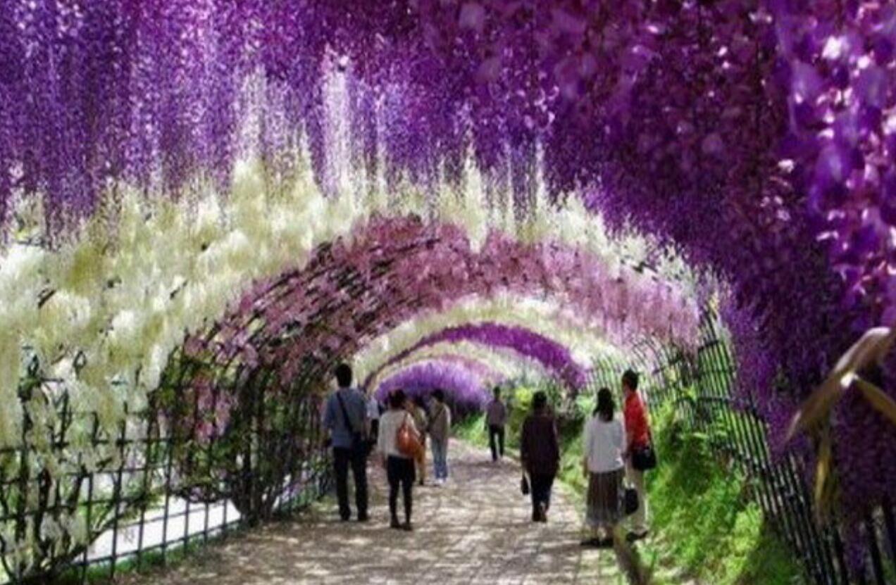 初夏正是日本紫藤盛开的季节，被CNN评为日本最美32景之一河内藤园|藤园|日本紫藤|紫藤_新浪新闻
