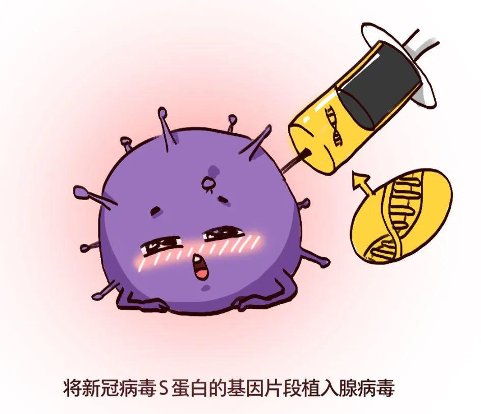 原理是利用将新冠病毒的部分非致病基因导入到载体病毒中(5型腺病毒)