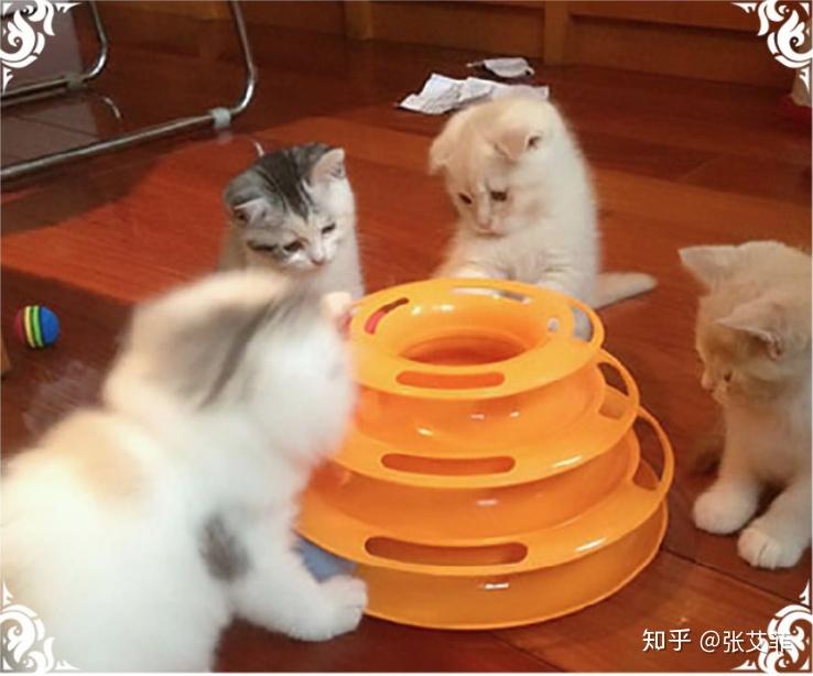 吸猫什么意思什么梗 v2-1a1f9abbbe6d48e8bc8f59a90e71c709_r.jpg