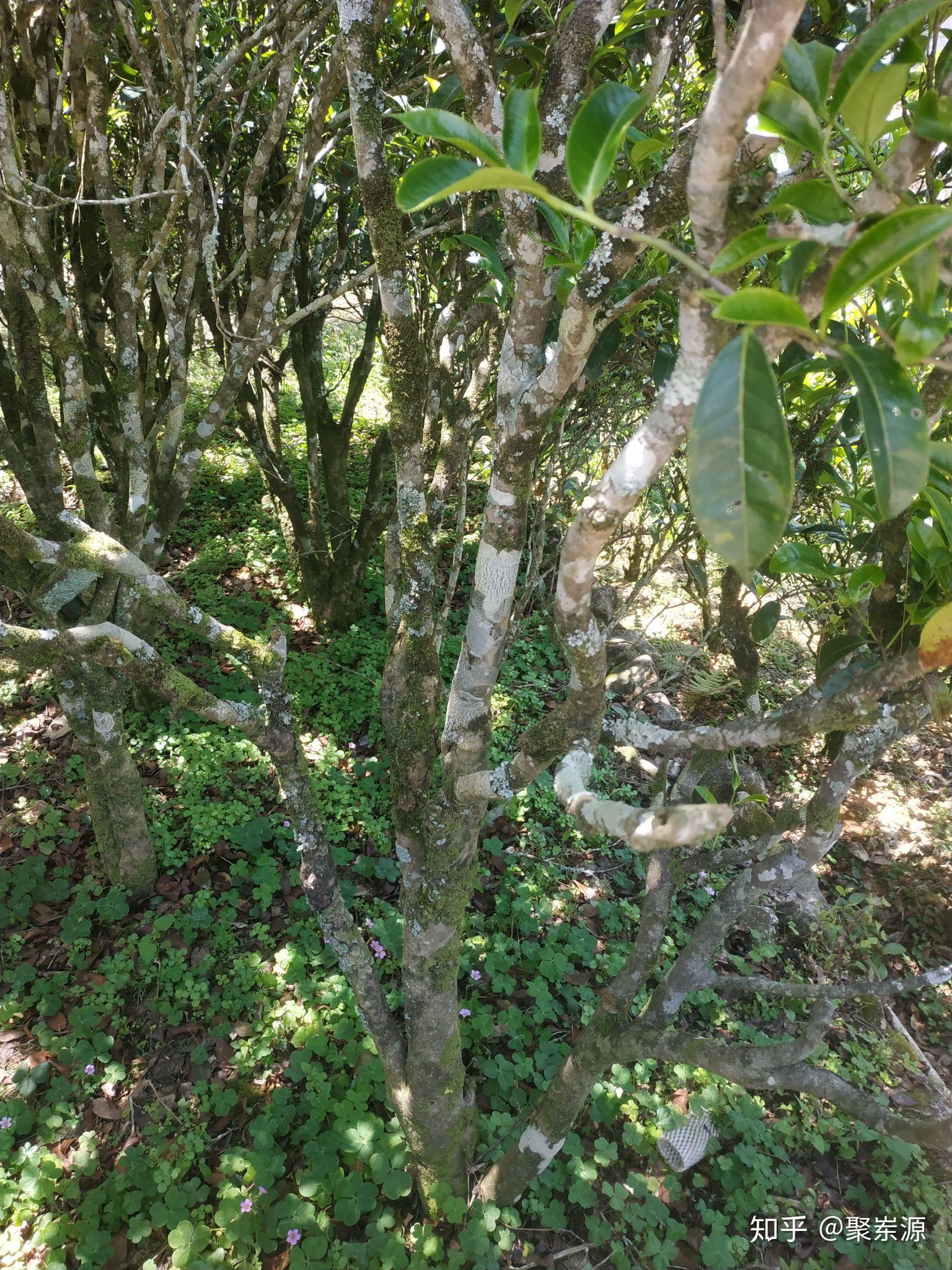 凤凰乌岽山茶农,富有选种种植经验,现在尚存的3000余株单丛大茶树