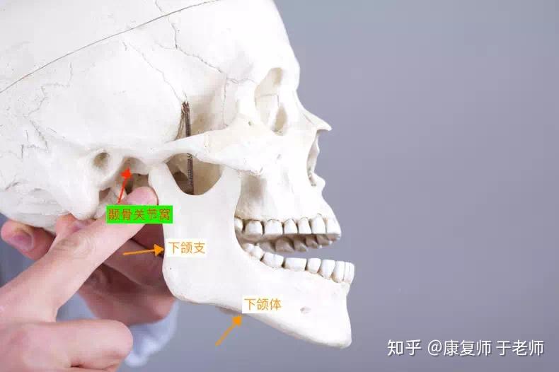 它由下颌骨(又分为下颌支和下颌体构成)及颞骨的关节窝所构成