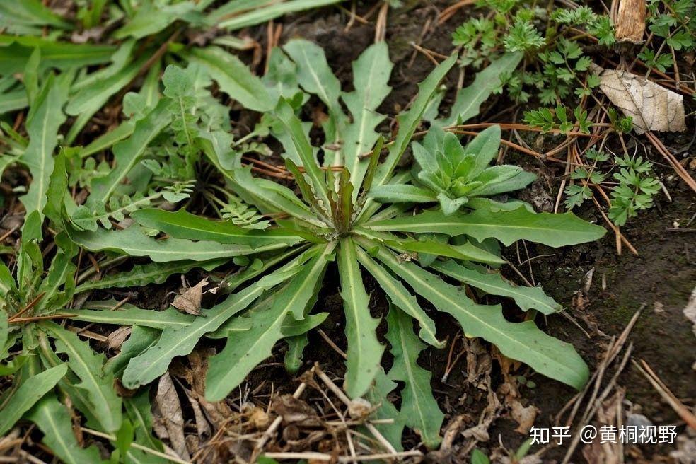 5种具有抗癌作用的野菜