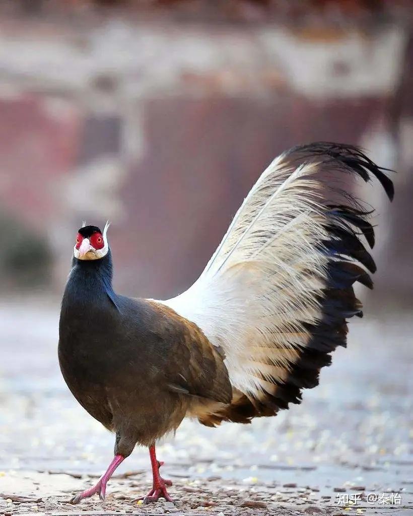 古人喜好托物言志鹖鸟志在何方