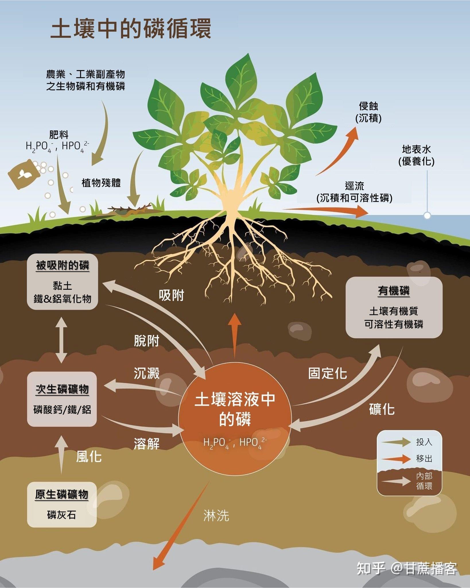 【土壤中的磷循環】 - 知乎