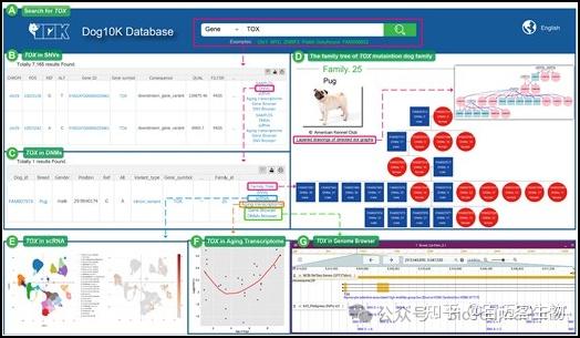 Dog Sql NAR | Dog10K:整合犬类多组学数据的Dog10K数据库 - 知乎