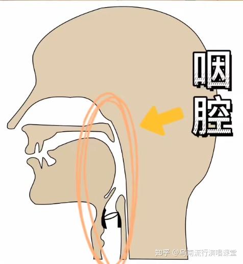 解锁高音㊙️——声带的半后半薄闭合状态 - 知乎